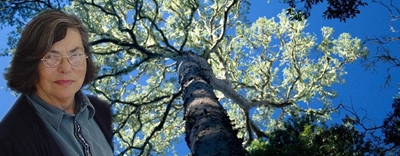 A colossus of the Knysna Forest remembered